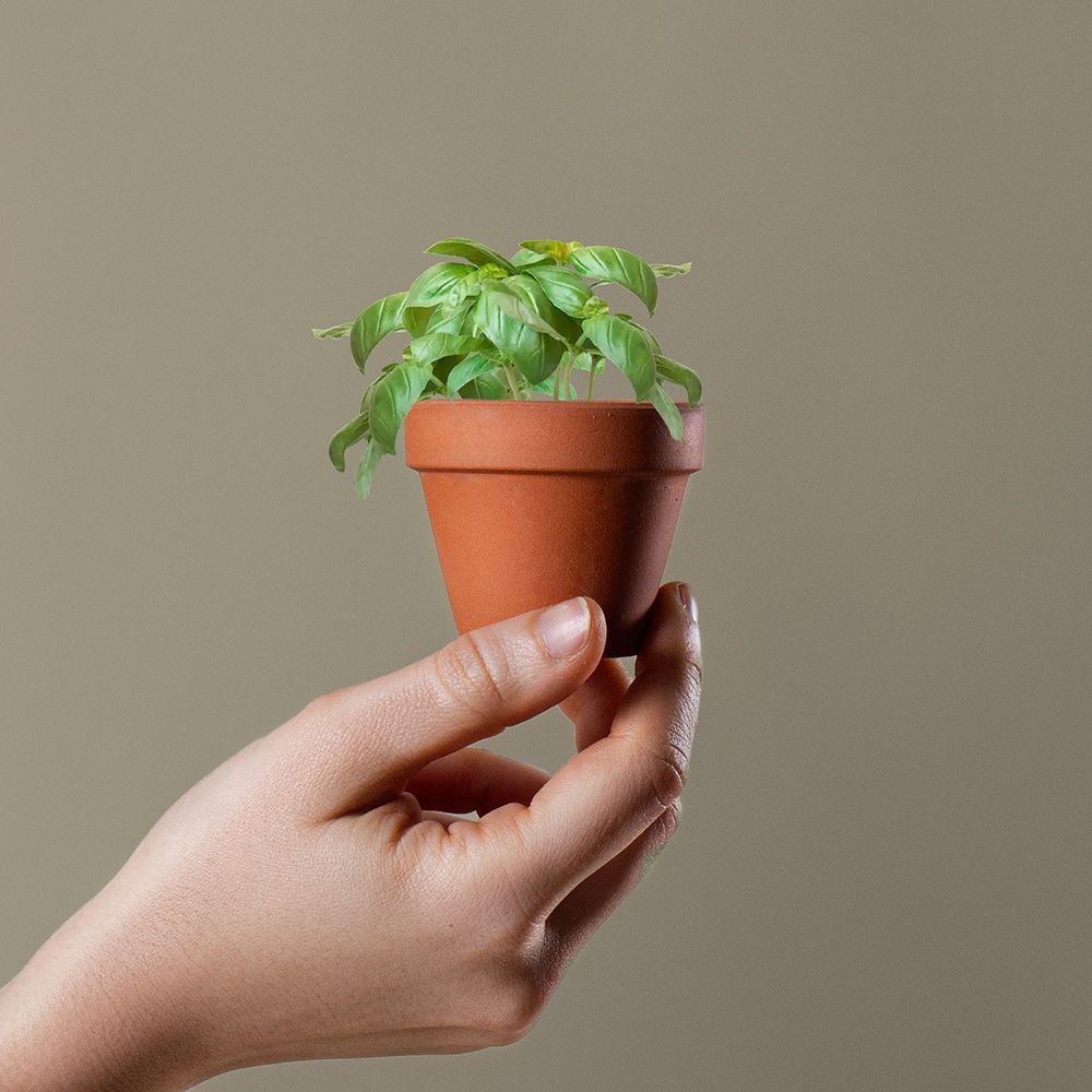 Ref.50549  MACETA BASIL