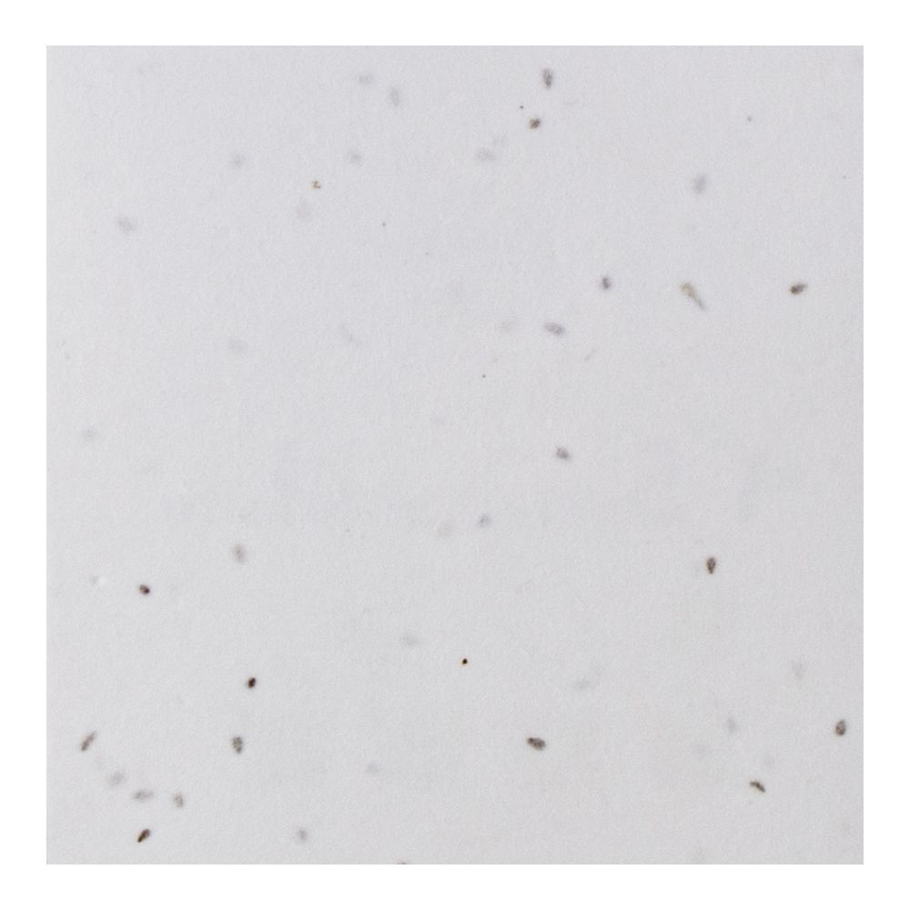 Ref.50696200GR2C  POSAVASOS GERMINA 200GR 2 CARAS FSC MixFSC 100% - Imagen 5